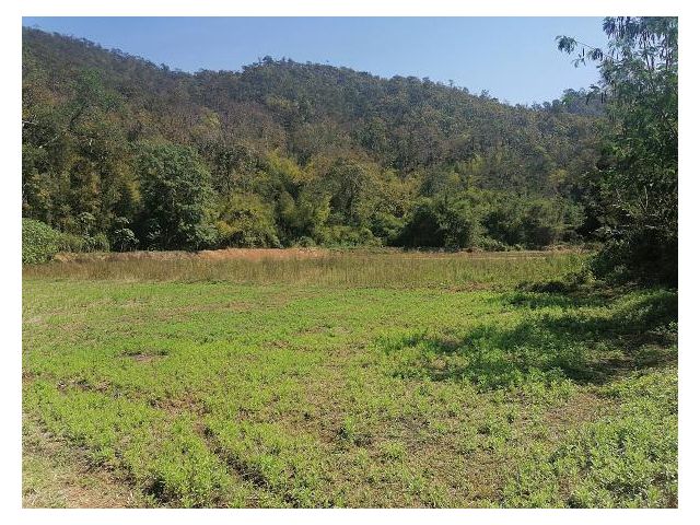 ขายที่ดินสะเมิง #ขายที่ดินสะเมิงใต้ ติดแม่น้ำสะเมิง เนื้อที่ 4 ไร่ ไร่ละ 600,00บ