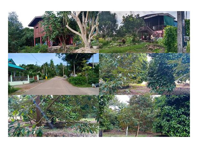 เสนอขายบ้านไม้พร้อมสวนผสม ทุเรียน มังคุด ลองกอง ใกล้น้ำตกพลิ้ว เนื้อที่ 2 ไร่กว่าๆ ตะปอนน้อย อำเภอขลุง จันทบุรี