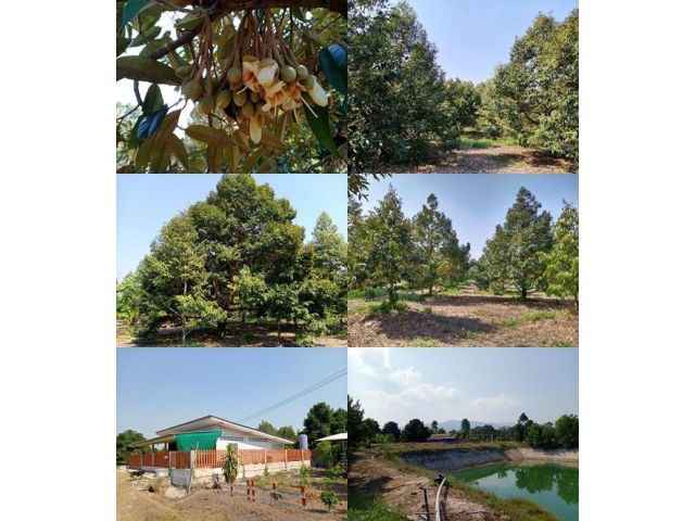เสนอขายสวนทุเรียน ให้ผลผลิตแล้ว ทำเลดี พร้อมบ้านอยู่อาศัย เนื้อที่ 20 ไร่กว่าๆ  ตำบลซึ้ง อำเภอขลุง จันทบุรี