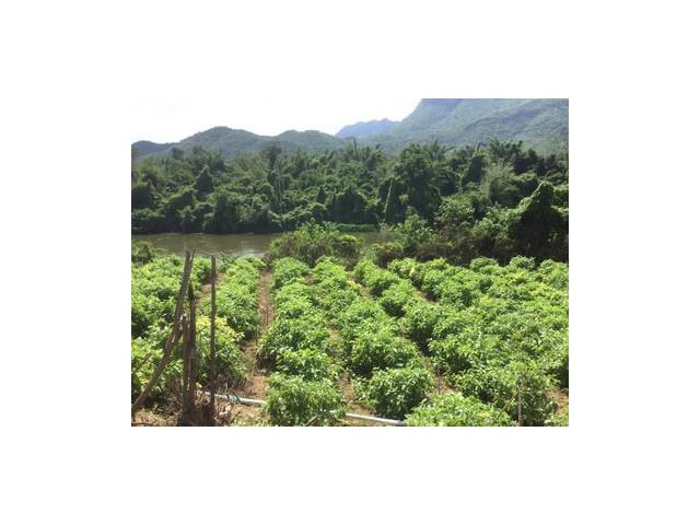 ขายที่ดินติดแม่น้ำแควใหญ่  กาญจนบุรี
