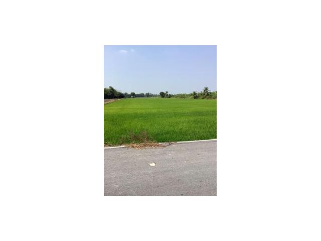 ขายที่ดิน คลอง 9 หนองเสือ 5 ไร่ ราคาถูก