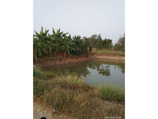 สวนเกษตรผสมผสาน