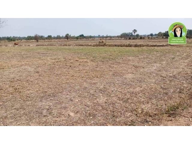 ที่นาสะเดาปรับลดราคา