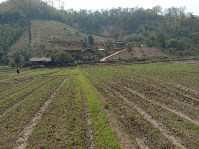 ขายที่ดินสะเมิง ที่นา วิวเขา ติดถนนคอนกรีต​  เนื้อที่ 3-1-0 ไร่ ยกแปลง 2.5ล้าน