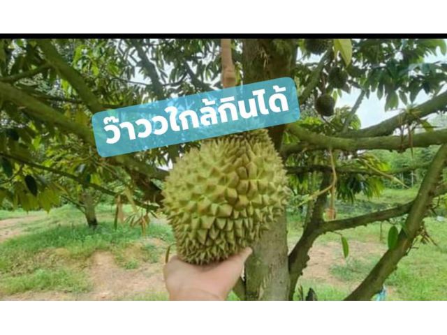 ว๊าวววสวนทุเรียนแปลงเล็กเกือบ3ไร่ 60ต้น 3.8ล้านถูกสุดในระยอง