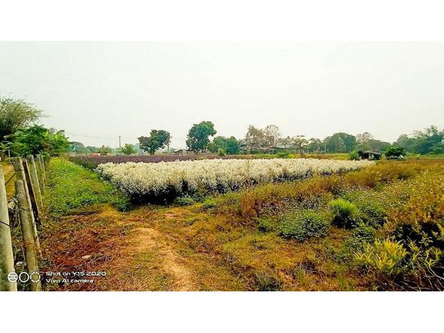 ขายที่ดินแม่ริมโซนเหมืองแก้ว 2 ไร่