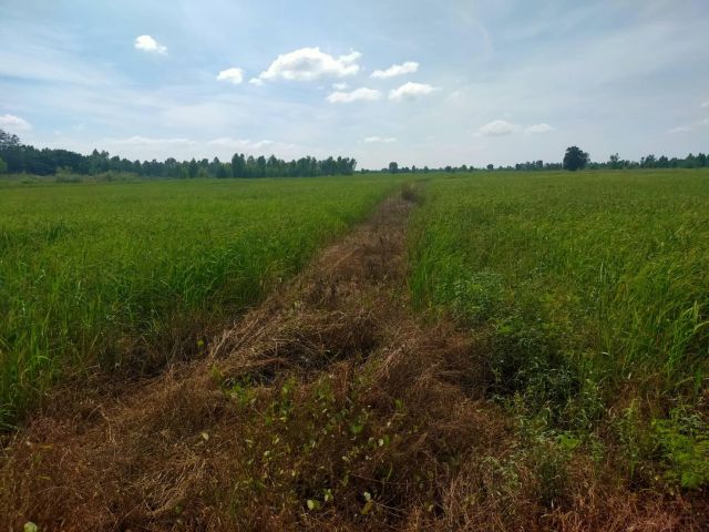 ที่ดินทำเกษตรดินดี น้ำดี อ.วิเชียรบุรี จ.เพชรบุรณ์