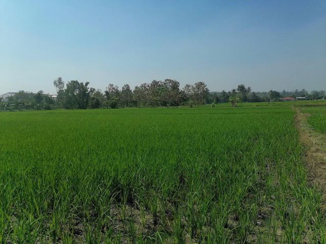 ขายที่ดินแม่ริม ใกล้ถนนใหญ่ 300ม. เนื้อที่ 2-1-87 ไร่ ยกแปลง 3.5ล้าน