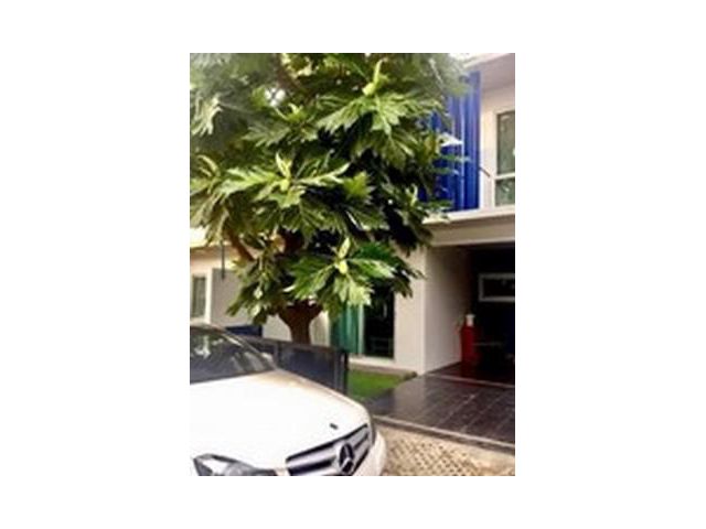 ให้เช่าบ้านเดี่ยว 2 ชั้น The Plant ลาดพร้าว 71