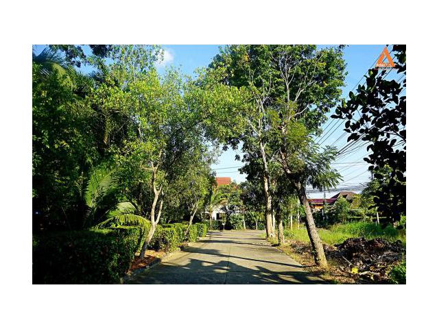 ขายที่ดิน หมู่บ้านวังตาล ตำบลสันผักหวาน อำเภอหางดง จังหวัดเชียงใหม่