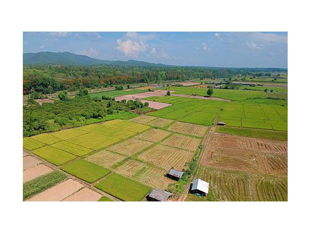ขายที่ดิน ตำบลแม่แฝก อำเภอสันทราย จังหวัดเชียงใหม่