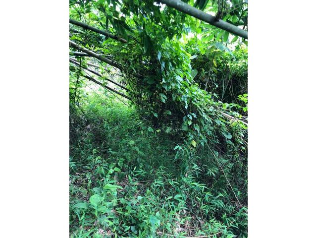 ที่สวยที่ดีที่นี่ ที่ดินติดลำธาร จังหวัดน่าน 