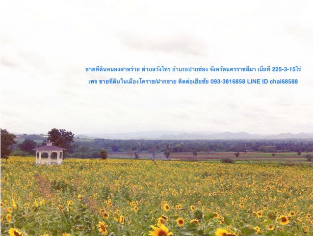 @@ขายที่ดินเนื้อที่ 225ไร่ หนองสาหร่อย ปากช่อง โคราช@@