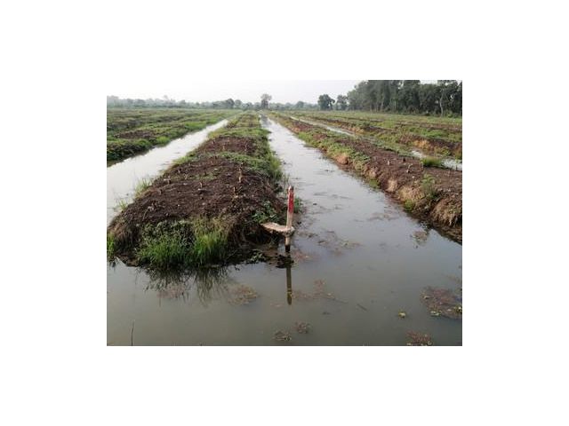 ขายที่ดิน คลอง 11-12 หนองเสือ 49ไร่ ราคาถูก