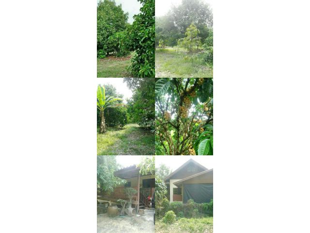 !!!ที่ติดแม่น้ำจันทบุรี เสนอขายสวนผสม มังคุด ทุเรียน ลองกอง เงาะ เนื้อที่ 6 ไร่กว่าๆ อำเภอมะขาม จันทบุรี