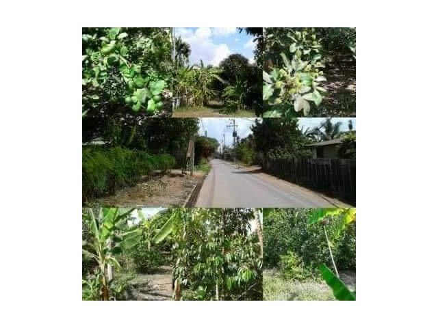 ขายที่สวนผลไม้ เนื้อที่เกือบ 2 ไร่  ตำบลบ้านพระ อำเภอเมืองปราจีนบุรี