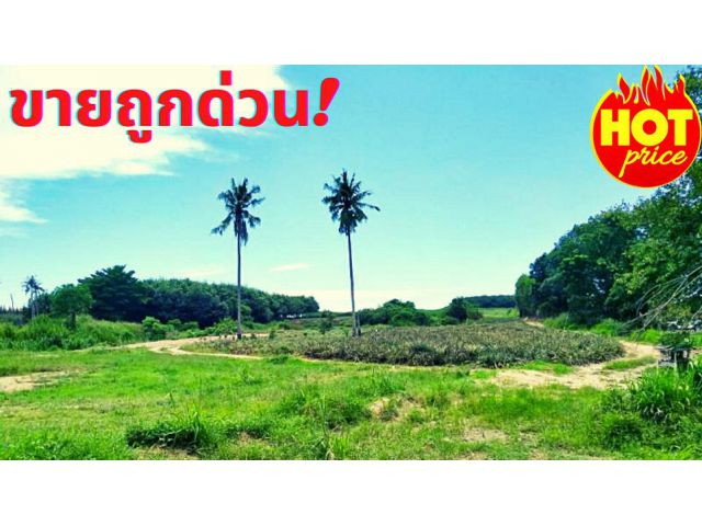 ขายที่ดินระยอง อ.นิคมพัฒนา เนื้อที่ 24-2-29ไร่ ใกล้สนามบินอู่ตะเภาเพียง 22 กม.*ขายถูก*