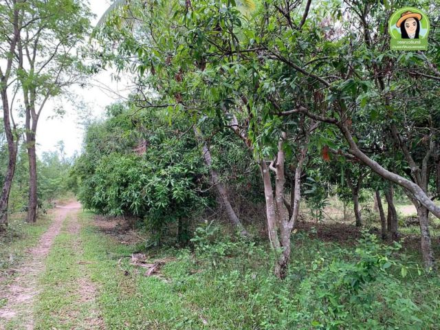 ที่ดินสวนมะม่วงแปลงใหญ่/วารินชำราบ