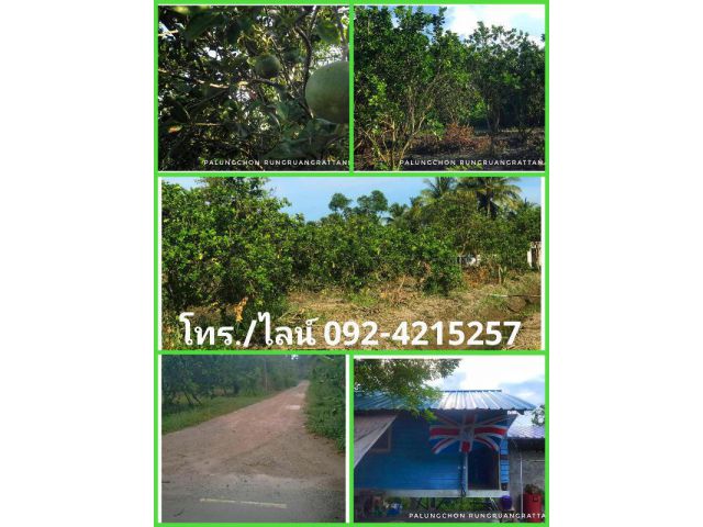 ขายสวนส้มโอ + ฟรีบ้านสวน 1 หลัง อ.อัมพวา จ.สมุทรสงคราม