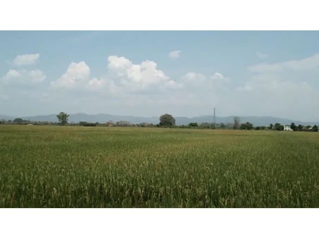 ขายที่ดินแม่ริม ที่นา วิวเขา บ้านห้วยน้ำริน เนื้อที่ 7-2-12 ไร่ ไร่ละ 950,000