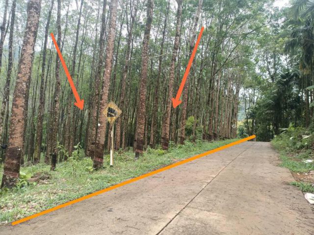 R086 -290 ขายที่ดินเปล่า 12 ไร่  เกาะช้างใต้ อยู่ฝั่งสลักเพชร เข้าทางซอย โรงเรียนสลักเพชร