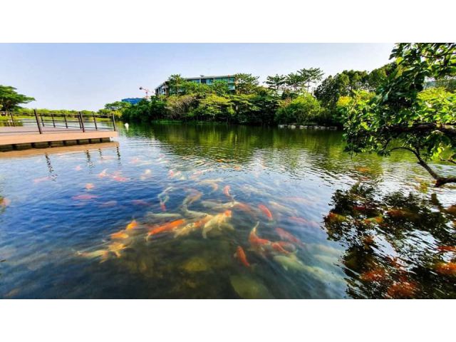 ขายคอนโดเขาใหญ่ สวอนเลคเขาใหญ่ Swan Lake Khao Yai คอนโดที่เหมาะกับการพักผ่อนอย่างแท้จริง ห้องสวยติดเลคแบบ Front View เป็