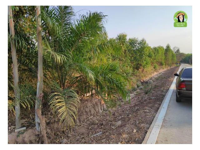 ที่สวนปาล์มพร้อมเก็บผลผลิต/อ.น้ำยืน/ไฟฟ้าประปาถึง/ติดถ.คอนกรีต