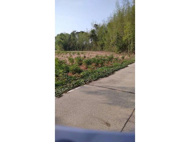 ขายที่ดิน 11ไร่ 3งาน 81 8/10 ตรว. จ.ปราจีนบุรี