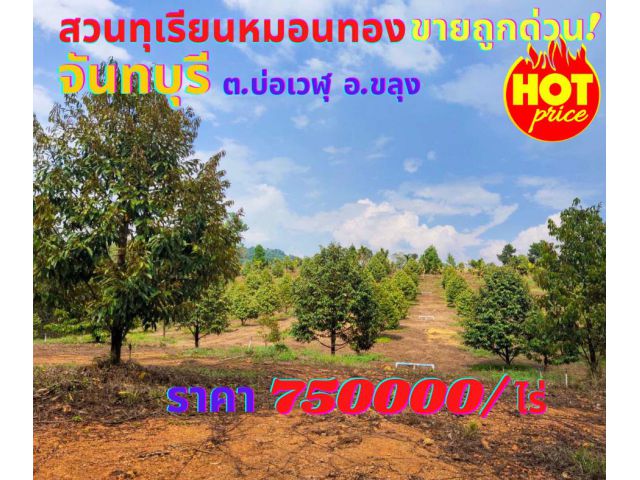 ขายที่สวนทุเรียน จันทบุรี 9ไร่ 98ตรว. ต.บ่อเวฬุ อ.ขลุง จ.จันทบุรี*ขายด่วนถูก*
