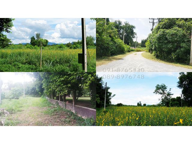 ขายที่ดิน เขาใหญ่ 151ตรว กับ 175ตรว ติดกัน วิวเขาใหญ่ ทำเลดี ใกล้ถนนธนะรัชต์ เหมาะปลูกบ้านพักตากอากาศ ขายราคาถูกๆ