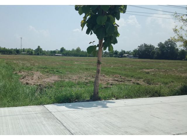 ที่นาต.แม่ปูคา อ.สันกำแพง เชียงใหม่