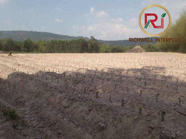 ขายที่ดินกบินทร์บุรี 11 ไร่  ใกล้ถ.สุวรรณศร(33) - 6 กม. จ.ปราจีนบุรี