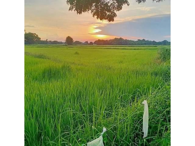 ด่วนหลุดจอง แบ่งขาย 3 ไร่ ต.เขาพระ รอยต่อกับสาริกา