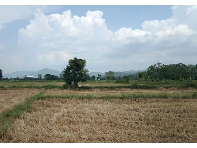 ที่นาต.แช่ช้าง อ.สันกำแพง เชียงใหม่