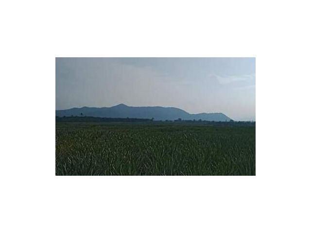 ขายที่ดิน โฉนด 413 เศษ แปลงสวย ทําเลดี ดินดี นํ้าดี มีไฟฟ้า ประปาพร้อม