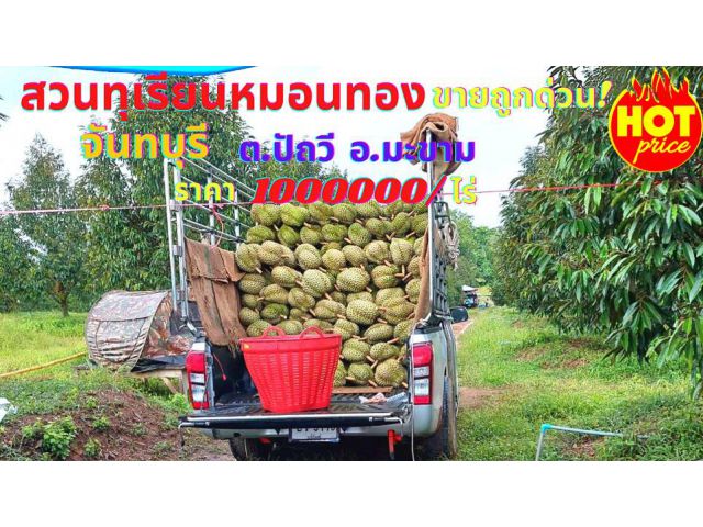 ขายสวนทุเรียน จันทบุรี 28ไร่ 2งาน. ต.ปัถวี อ.มะขาม จ.จันทบุรี