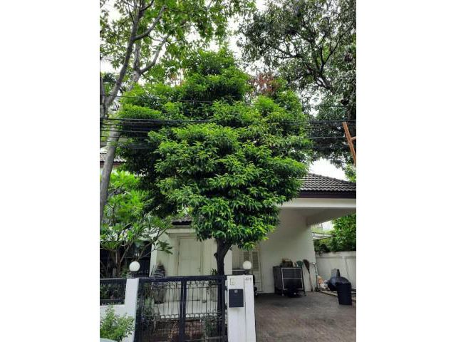 รหัสทรัพย์ B1257 บ้าน ในหมู่บ้าน Noble house ทองหล่อ