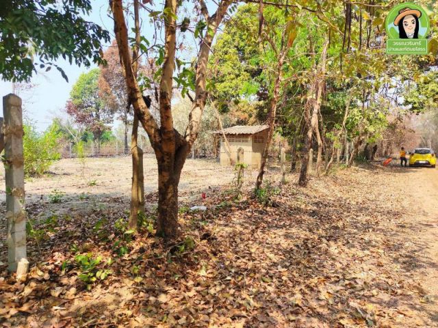 ที่ดิน 250 ตร.ว. ต.กุดลาด ด้านหลังวิวบุ่งนางแพง
