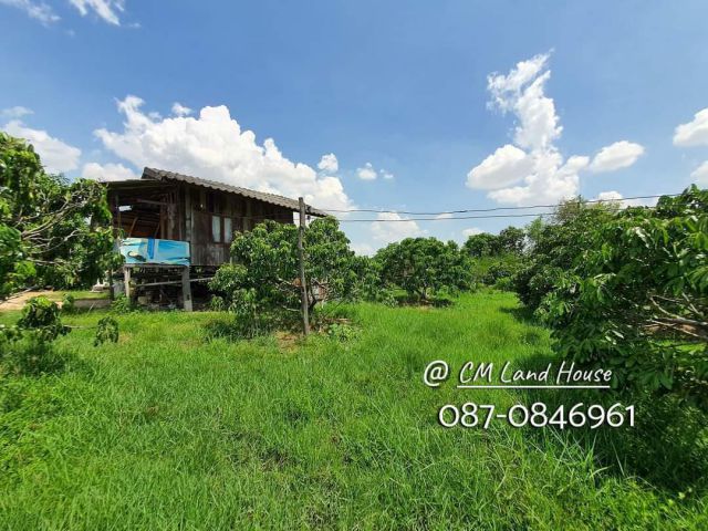 ขายสวนลำไย 2 ไร่ ใกล้สนามบินเชียงใหม่ 20 กม. ใกล้ถนนซุปเปอร์ไฮเวย์ ใกล้สนามกอล์ฟกัซซัน บ้านธิ ลำพูน