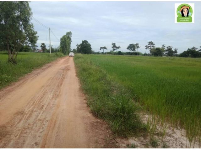 ที่นาแบ่งขายได้ บ้านหนองสำราญ/เดชอุดม
