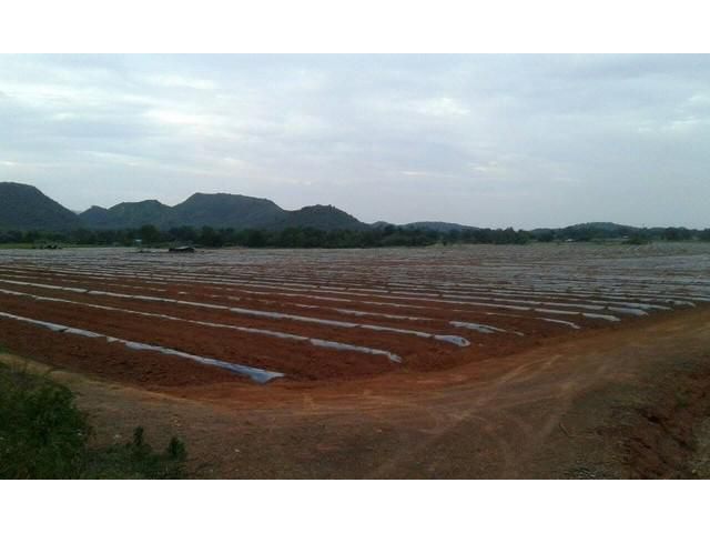 ขายถูก ที่ดินโฉนด ติดถนนราดยาง ติดคลอง ต.พังตรุ