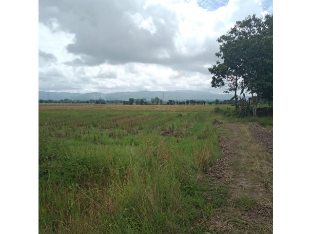 ที่นาบ้านหนองอาบช้าง อ.แม่ริม เชียงใหม่