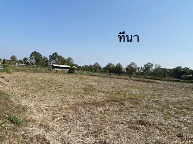ขาย ที่ดินพื้นที่ 28 กว่าไร่  จังหวัดหนองคาย