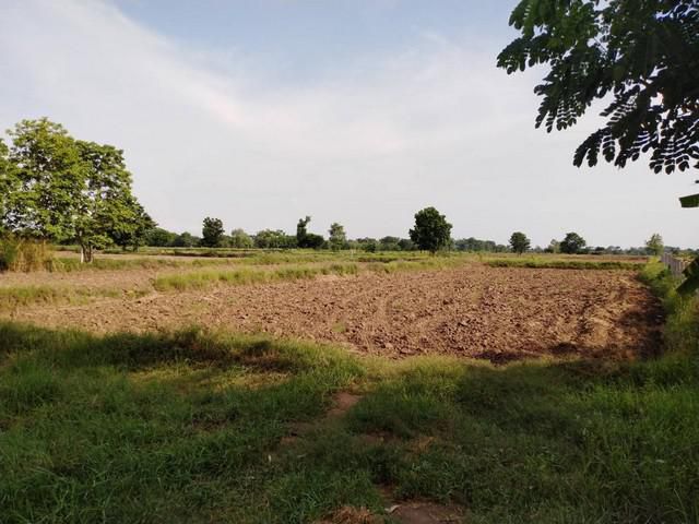 ขายที่ดิน13 ไร่ 2 งาน อ.ชุมพวง จ.นครราชสีมา