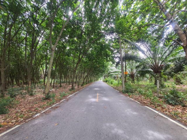 ขายที่ดินพร้อมสวนยางบ้านบึง 35 ไร่ ติดถ.ลาดยาง ติดคลอง ใกล้ถ. 344 - 1 กม. หนองอิรุณ จ.ชลบุรี