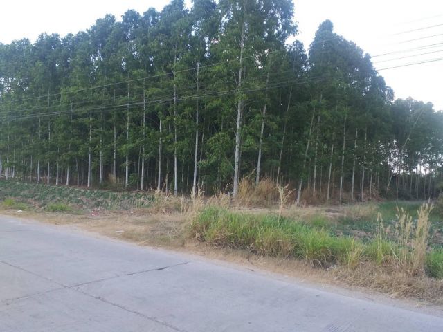 ขายที่ดินหนองบอนแดง 1 ไร่  ใกล้อบต.หนองบอนแดง 1 กม. อ.บ้านบึง จ.ชลบุรี