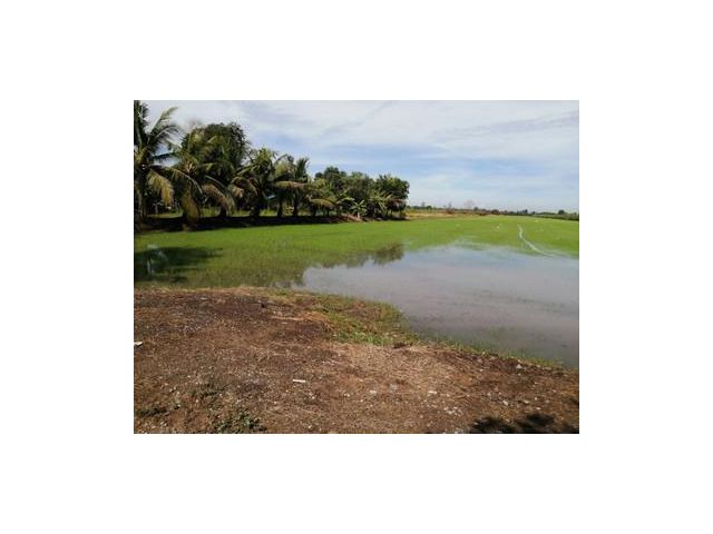 ขายที่ดินติดถนน คลอง 11 หนองเสือ 50ไร่