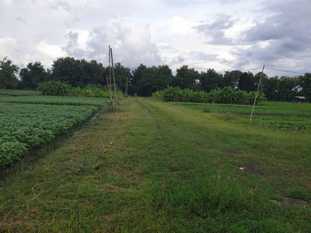 ขายที่ดินทุ่งนาแปลงสวย40ไร่2งาน2ตารางวา ติดถนนสาธารณะ(ลาดยาง) ใกล้โครงการถนนบายพาสตัดใหม่ หลัง ม.พายัพ - บ้านน้ำจำ