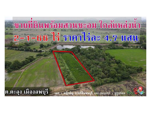 ขายที่ดินพร้อมสวนชะอม ต.ตะลุง อ.เมือง จ.ลพบุรี เนื้อที่ 2 ไร่เศษ