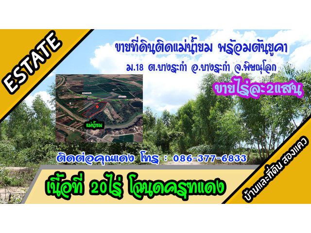 ขายที่ดินติดแม่น้ำยม พร้อมต้นยูคา 20ไร่ ม.18 ต.บางระกำ อ.บางระกำ พิษณุโลก ไร่ละ 2 แสน